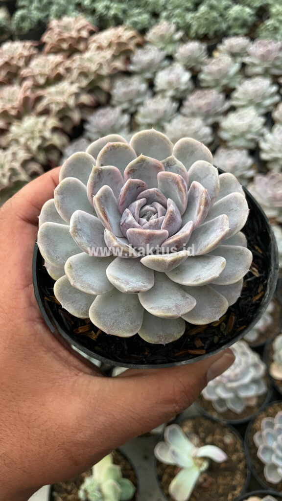 kaktus.id