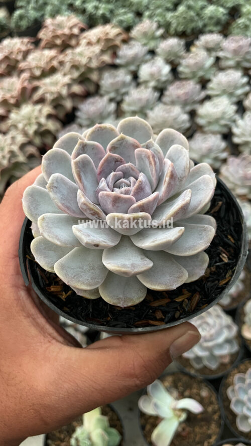 Echeveria Orion, real gallery image #19 plants. Picture taken directly from kaktus.id community Echeveria farmer green houses.
