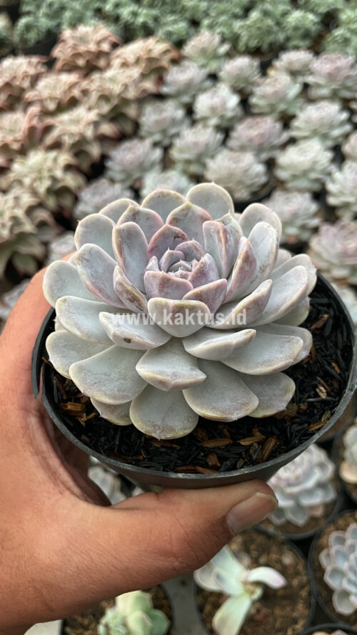 Echeveria Orion, real gallery image #18 plants. Picture taken directly from kaktus.id community Echeveria farmer green houses.