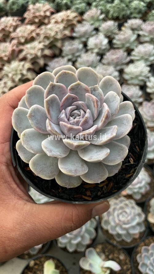 Echeveria Orion, real gallery image #30 plants. Picture taken directly from kaktus.id community Echeveria farmer green houses.