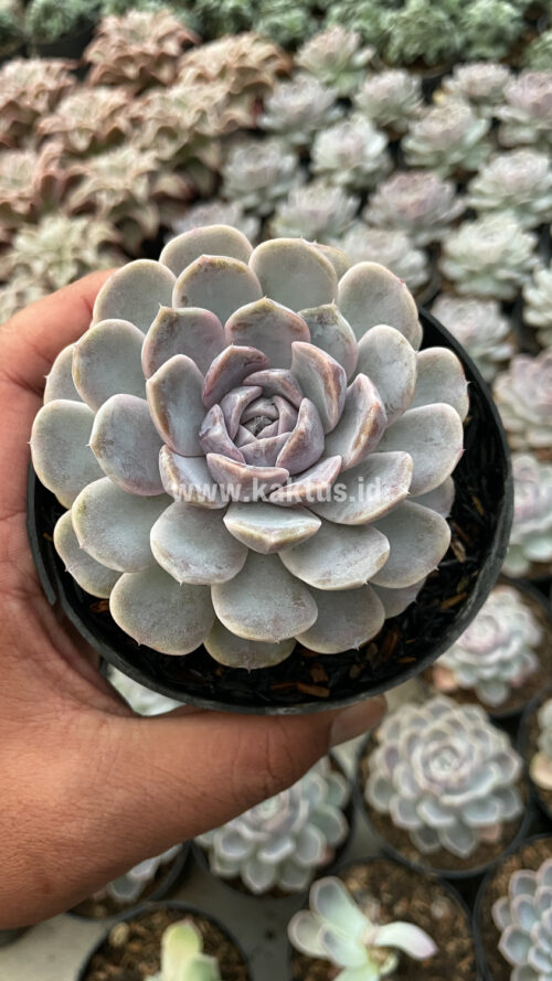 Echeveria Orion, real gallery image #29 plants. Picture taken directly from kaktus.id community Echeveria farmer green houses.