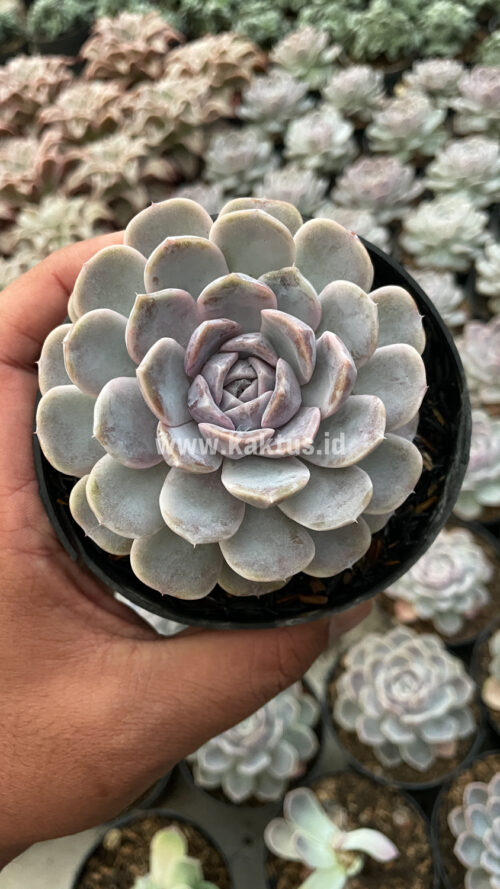 Echeveria Orion, real gallery image #27 plants. Picture taken directly from kaktus.id community Echeveria farmer green houses.