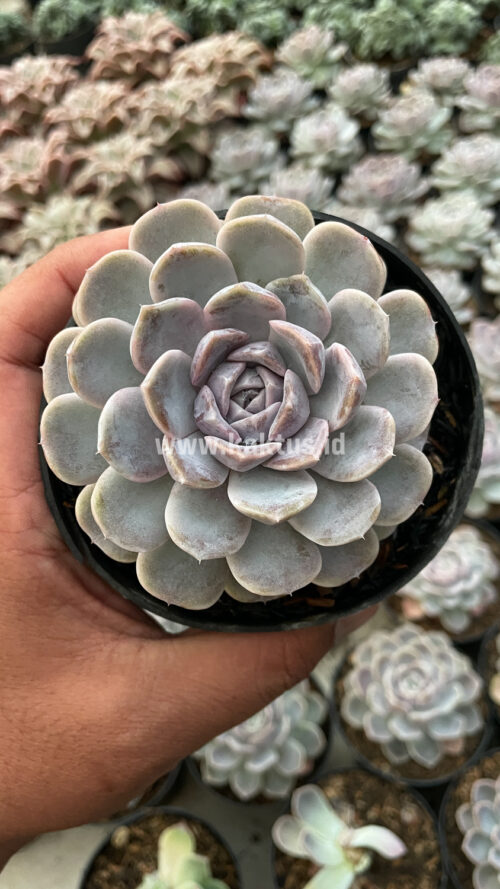 Echeveria Orion, real gallery image #26 plants. Picture taken directly from kaktus.id community Echeveria farmer green houses.