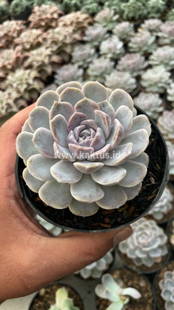 kaktus.id