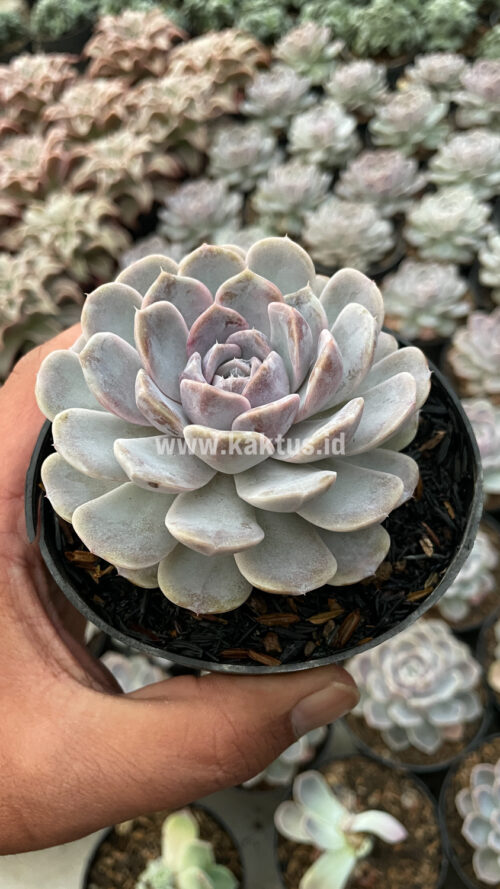 Echeveria Orion, real gallery image #2 plants. Picture taken directly from kaktus.id community Echeveria farmer green houses.
