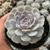 Echeveria Orion, real feature image plant. Picture taken directly from kaktus.id community Echeveria farmer green houses.