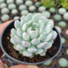 Echeveria Texensis, real gallery image #2 plants. Picture taken directly from kaktus.id community Echeveria farmer green houses.