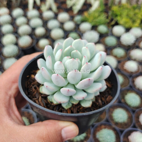 Echeveria Texensis, real gallery image #1 plants. Picture taken directly from kaktus.id community Echeveria farmer green houses.