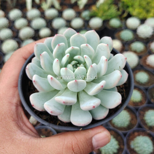 Echeveria Texensis, real gallery image #3 plants. Picture taken directly from kaktus.id community Echeveria farmer green houses.