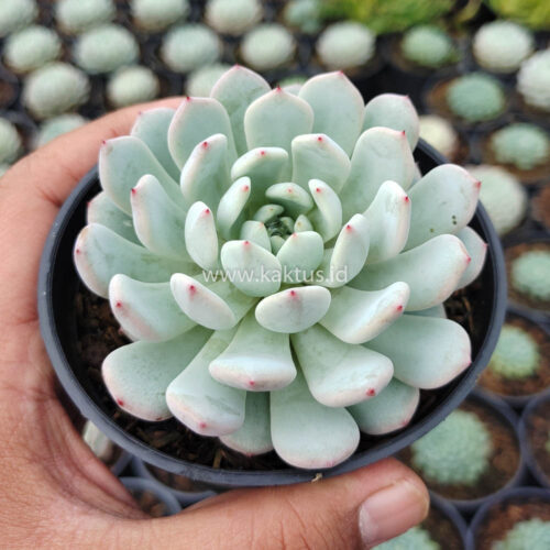Echeveria Texensis, real gallery image #4 plants. Picture taken directly from kaktus.id community Echeveria farmer green houses.