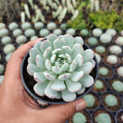 Echeveria Texensis, real gallery image #5 plants. Picture taken directly from kaktus.id community Echeveria farmer green houses.