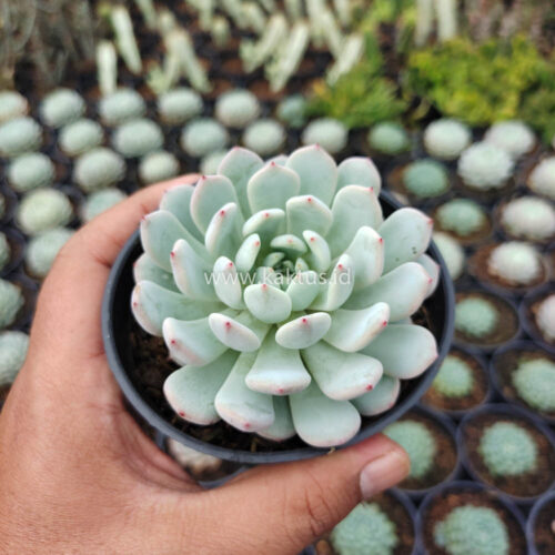 Echeveria Texensis, real gallery image #6 plants. Picture taken directly from kaktus.id community Echeveria farmer green houses.