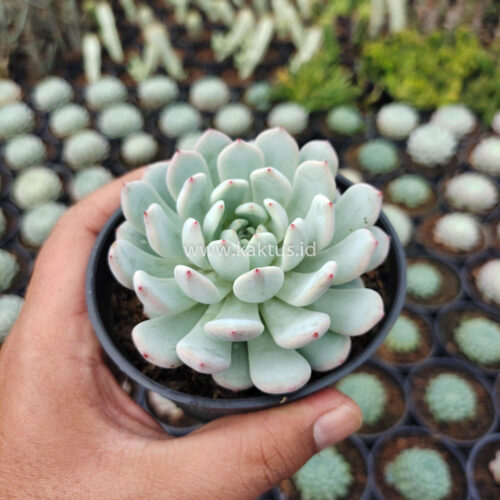 Echeveria Texensis, real gallery image #7 plants. Picture taken directly from kaktus.id community Echeveria farmer green houses.