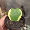 Hoya 'Heart' Kerrii Variegated, real gallery image #1 plants. Picture taken directly from kaktus.id community Hoya farmer green houses.