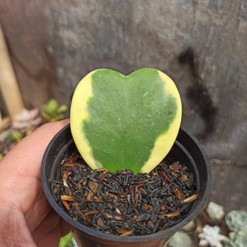 Hoya 'Heart' Kerrii Variegated, real gallery image #2 plants. Picture taken directly from kaktus.id community Hoya farmer green houses.