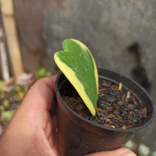 Hoya 'Heart' Kerrii Variegated, real gallery image #3 plants. Picture taken directly from kaktus.id community Hoya farmer green houses.