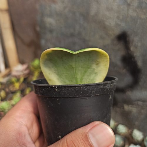 Hoya 'Heart' Kerrii Variegated, real gallery image #4 plants. Picture taken directly from kaktus.id community Hoya farmer green houses.