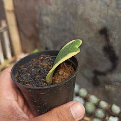 Hoya 'Heart' Kerrii Variegated, real gallery image #5 plants. Picture taken directly from kaktus.id community Hoya farmer green houses.