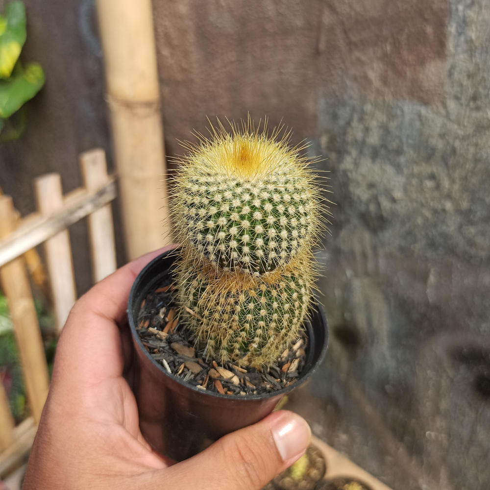 399. Notocactus leninghausii 'Lemon Ball Cactus'-4 - kaktus.id