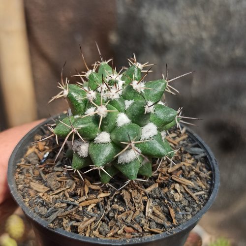 Mammillaria Compressa, real gallery image #2 plants. Picture taken directly from kaktus.id community Mammillaria farmer green houses.