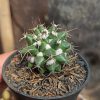 Mammillaria Compressa, real gallery image #3 plants. Picture taken directly from kaktus.id community Mammillaria farmer green houses.