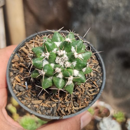 Mammillaria Compressa, real gallery image #4 plants. Picture taken directly from kaktus.id community Mammillaria farmer green houses.