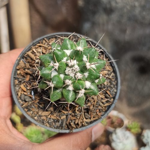 Mammillaria Compressa, real gallery image #5 plants. Picture taken directly from kaktus.id community Mammillaria farmer green houses.