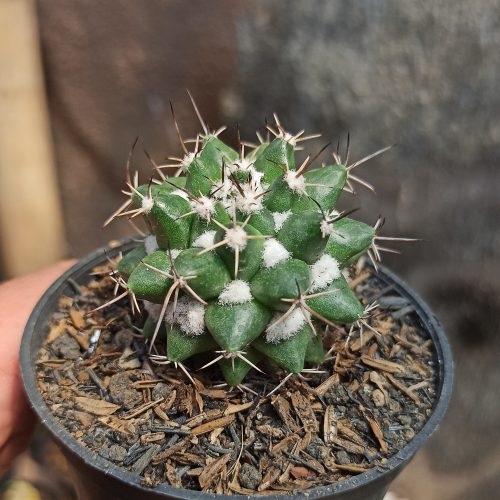 Mammillaria Compressa, real gallery image #1 plants. Picture taken directly from kaktus.id community Mammillaria farmer green houses.