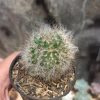 Mammillaria 'Hairy' Bocasana - Powder Puff Cactus, real gallery image #2 plants. Picture taken directly from kaktus.id community Mammillaria farmer green houses.