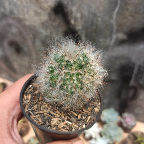 Mammillaria 'Hairy' Bocasana - Powder Puff Cactus, real gallery image #1 plants. Picture taken directly from kaktus.id community Mammillaria farmer green houses.