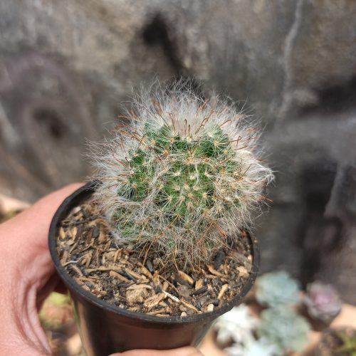 Mammillaria 'Hairy' Bocasana - Powder Puff Cactus, real gallery image #3 plants. Picture taken directly from kaktus.id community Mammillaria farmer green houses.