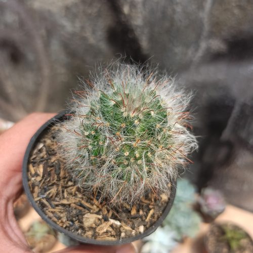 Mammillaria 'Hairy' Bocasana - Powder Puff Cactus, real gallery image #4 plants. Picture taken directly from kaktus.id community Mammillaria farmer green houses.