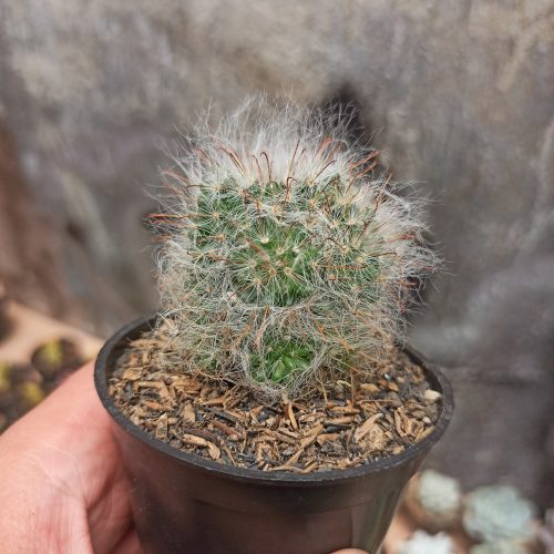 Mammillaria 'Hairy' Bocasana - Powder Puff Cactus, real gallery image #5 plants. Picture taken directly from kaktus.id community Mammillaria farmer green houses.