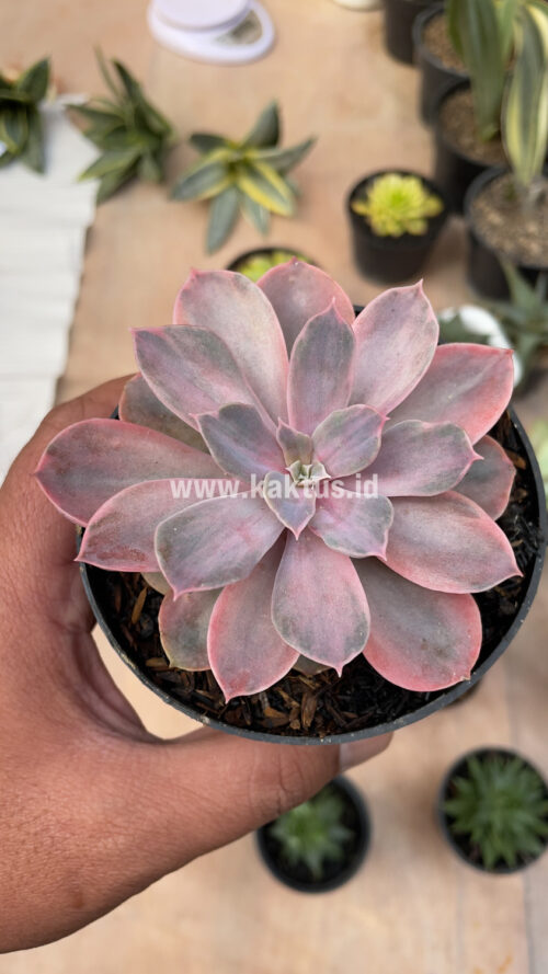 Echeveria Perle Von Numberg Mutation, real gallery image #17 plants. Picture taken directly from kaktus.id community Echeveria farmer green houses.