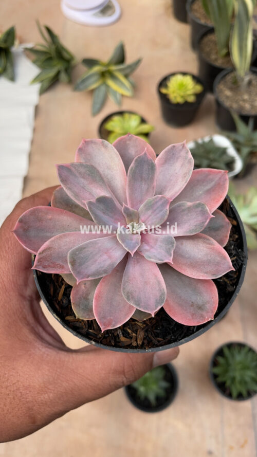 Echeveria Perle Von Numberg Mutation, real gallery image #4 plants. Picture taken directly from kaktus.id community Echeveria farmer green houses.
