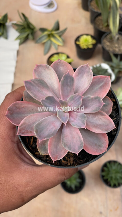 Echeveria Perle Von Numberg Mutation, real gallery image #2 plants. Picture taken directly from kaktus.id community Echeveria farmer green houses.