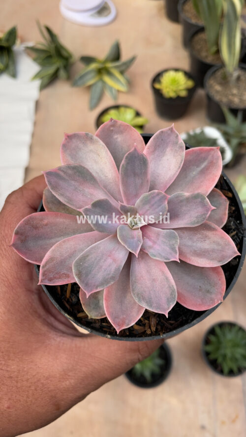 Echeveria Perle Von Numberg Mutation, real gallery image #11 plants. Picture taken directly from kaktus.id community Echeveria farmer green houses.