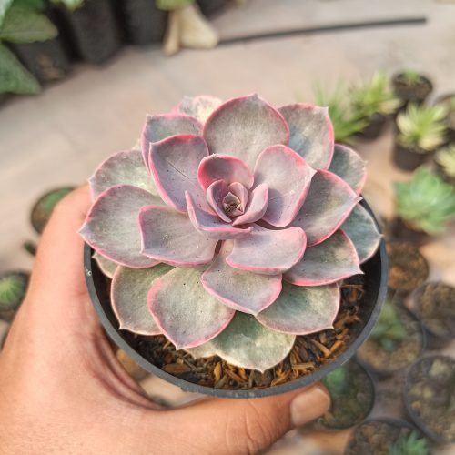 Echeveria Perle Von Numberg Mutation, real gallery image #3 plants. Picture taken directly from kaktus.id community Echeveria farmer green houses.