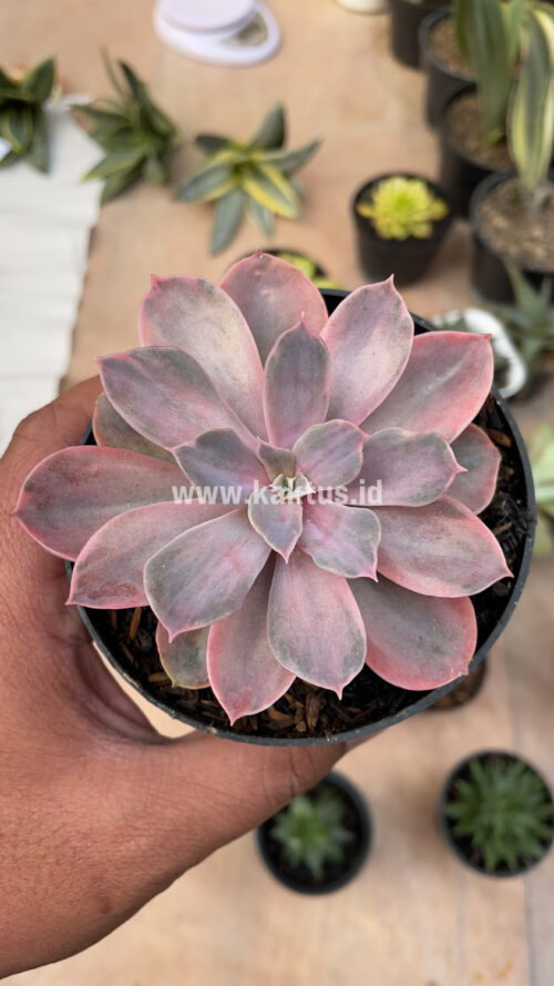 Echeveria Perle Von Numberg Mutation, real gallery image #16 plants. Picture taken directly from kaktus.id community Echeveria farmer green houses.