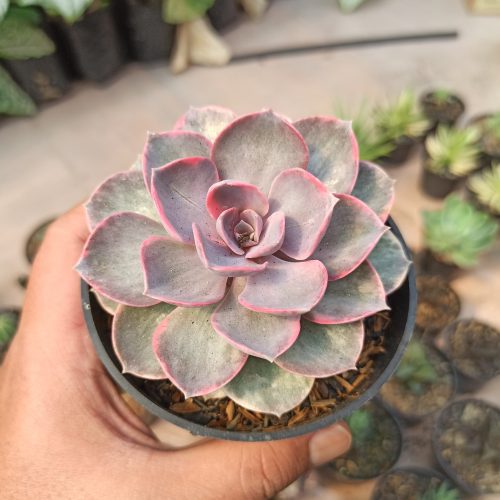 Echeveria Perle Von Numberg Mutation, real gallery image #7 plants. Picture taken directly from kaktus.id community Echeveria farmer green houses.