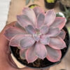 Echeveria Perle Von Numberg Mutation, real feature image plant. Picture taken directly from kaktus.id community Echeveria farmer green houses.