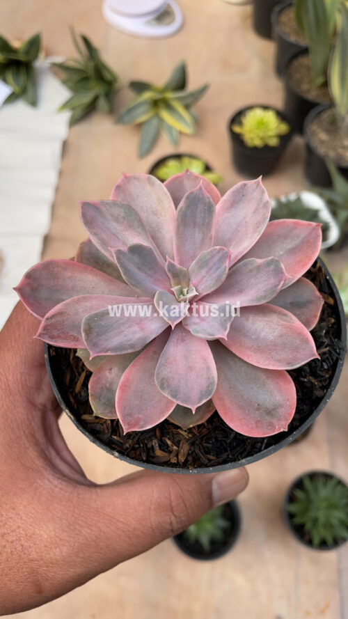 Echeveria Perle Von Numberg Mutation, real gallery image #15 plants. Picture taken directly from kaktus.id community Echeveria farmer green houses.