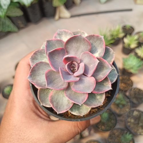 Echeveria Perle Von Numberg Mutation, real gallery image #5 plants. Picture taken directly from kaktus.id community Echeveria farmer green houses.
