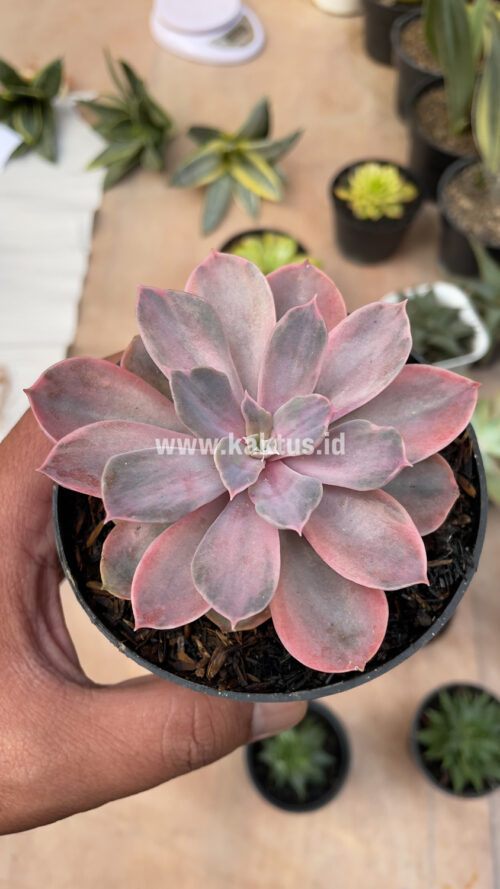 Echeveria Perle Von Numberg Mutation, real gallery image #14 plants. Picture taken directly from kaktus.id community Echeveria farmer green houses.