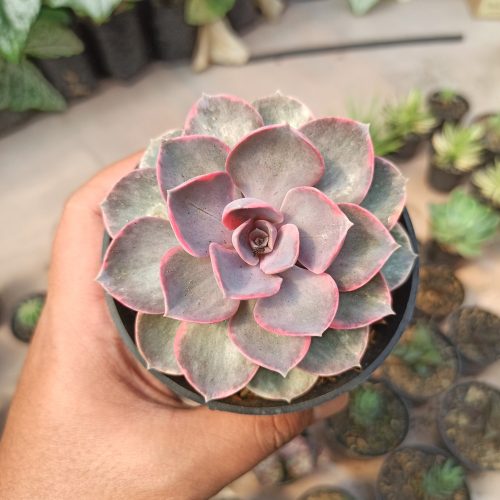 Echeveria Perle Von Numberg Mutation, real gallery image #10 plants. Picture taken directly from kaktus.id community Echeveria farmer green houses.