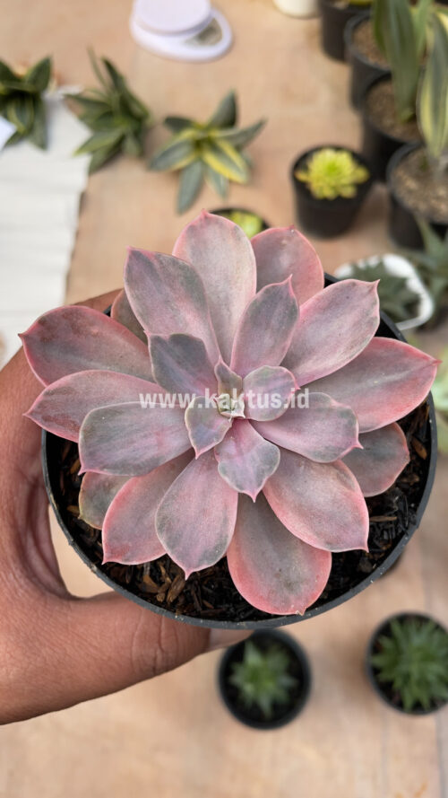 Echeveria Perle Von Numberg Mutation, real gallery image #13 plants. Picture taken directly from kaktus.id community Echeveria farmer green houses.