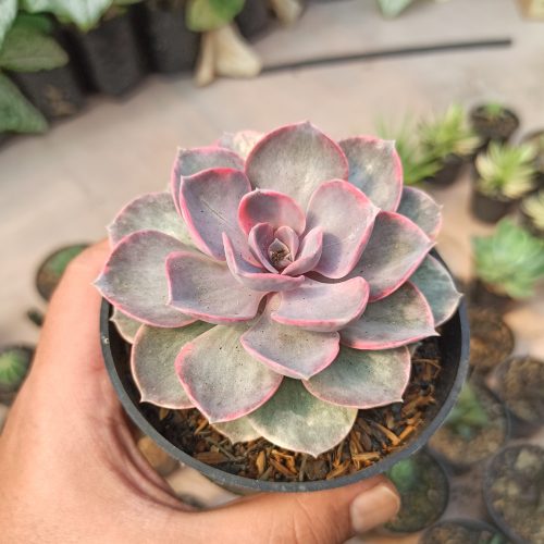 Echeveria Perle Von Numberg Mutation, real gallery image #1 plants. Picture taken directly from kaktus.id community Echeveria farmer green houses.