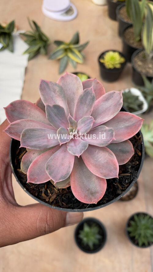Echeveria Perle Von Numberg Mutation, real gallery image #9 plants. Picture taken directly from kaktus.id community Echeveria farmer green houses.
