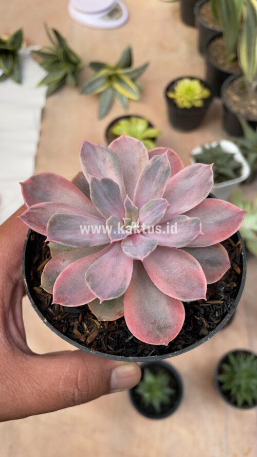 Echeveria Perle Von Numberg Mutation, real gallery image #8 plants. Picture taken directly from kaktus.id community Echeveria farmer green houses.
