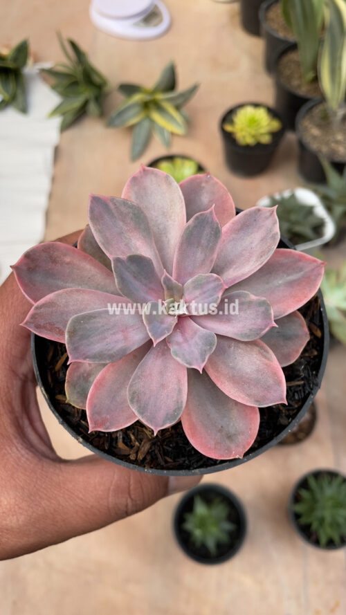 Echeveria Perle Von Numberg Mutation, real gallery image #6 plants. Picture taken directly from kaktus.id community Echeveria farmer green houses.